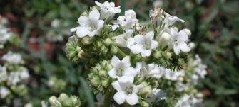 Image result for Eriosema angolense