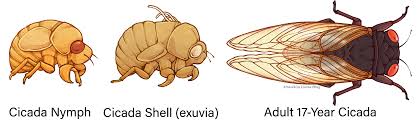 Cicada shell location and rarity. Emergence Of The 17 Year Cicada