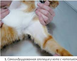 Diagnosticheskij Podhod I Terapiya Pri Nevospalitelnoj Alopecii U Koshek Diagnostic Approach And Therapy Of Feline Non Inflammatory Alopecia