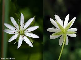 Image result for Stellaria sennii