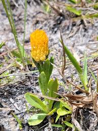 Image result for Polygala macrostigma