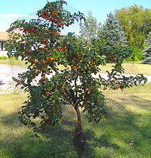Flowers of the yoshino may be either white or light pink with single or double clumps. Evans Cherry Dwarf Fruit Trees Dwarf Cherry Tree Fruit Trees
