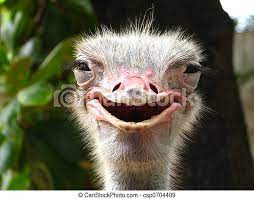Smiling Ostrich A Shot Of A Jolly Ostrich At The Zoo Canstock