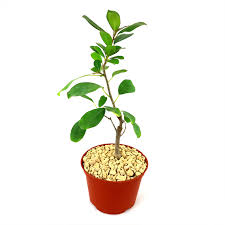 Image result for Ficus tettensis