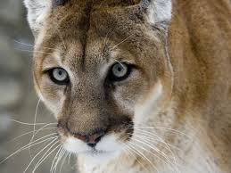 The Eastern Puma Is Officially Extinct After Humans Destroy Its Wild Habitat Rare Animals Wild Cat Species Cat Species