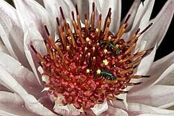 Image result for Macledium poggei