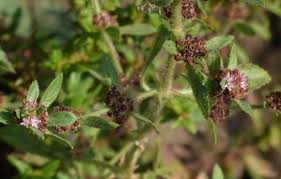 Image result for Bergia capensis