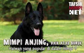 Mimpi digigit anjing hitam mungkin juga mempunyai makna yang baik bagi kehidupan anda, ada juga makna buruk dari mimpi tersebut. Mimpi Anjing Menurut Islam Dan Pandangan Orang Tua Tua