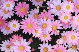 Touch device users, explore by touch or with swipe gestures. Hd Wallpaper Pink Daisy Flowers Photo Pink Color Nature Backgrounds Plant Wallpaper Flare