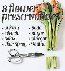 Try spraying your stockings, pantyhose and tights on a regular basis and you might just stop those runs before they even start! How To Make Flowers Last Longer 8 Pro Tricks Flowers Last Longer Flower Arrangements Diy How To Preserve Flowers