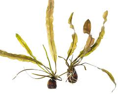 Image result for Aponogeton junceus