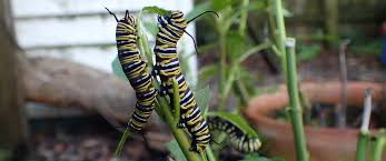 Maybe you would like to learn more about one of these? Monarch Caterpillar Predators Beneficial Insects Aren T Always Beneficial