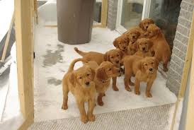 We breed to the akc standard and our dogs have recommended clearances for hips, elbows, eyes, and hearts. Field Golden Retriever Puppies For Sale Adopt And Cost