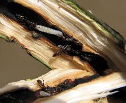 Image result for Triplaris americana