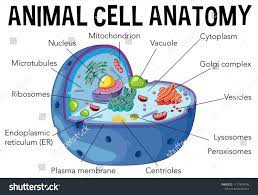 Here is a summary of their structure and function. Diagram Of Animal Cell Anatomy Illustration Animal Diagram Cell Illustration Animal Cell Animal Cell Anatomy Animal Cell Project