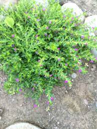 Garden Answers Plant Identification Cuphea Plant Backyard Plants Gorgeous Gardens