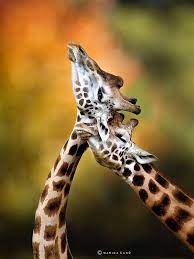 Yamyam Giraffe Animals Wild Giraffe Neck