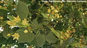 It features subtle clusters of fragrant buttery yellow flowers with tan bracts hanging below the branches in early summer. Linden Trees Types Leaves Flowers Bark Identification With Pictures