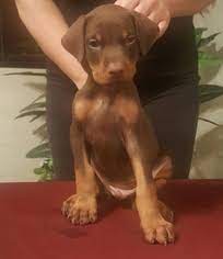 Find doberman pinschers for sale on oodle classifieds. Puppyfinder Com Doberman Pinscher Puppies Puppies For Sale Near Me In Arizona Usa Page 1 Displays 10