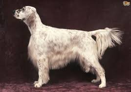 Find 1019 listings of english setters puppies for sale in canada near you. English Setter Dog Breed Facts Highlights Buying Advice Pets4homes