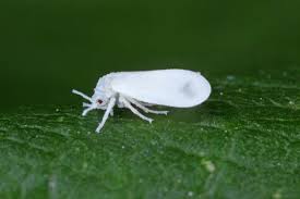 In der aufgabe sind die antworten vorgegeben. Weisse Fliegen Bekampfen Biologisch Naturlich Plantura
