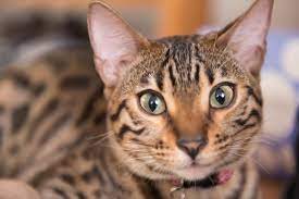 Getting a belgian malinois and a cat to get along will be difficult. Bengal Cat Facts