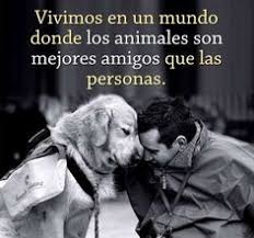 El amor por los canes es algo que sólo pueden dimensionar quienes tienen mascotas. Las Mejores 32 Ideas De Dia Mundial Del Perro En 2021 Mascotas Frases Dia Mundial Del Perro Amor De Perro