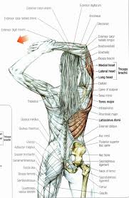 Muscles allow us to move by pulling on bones. Upper Back Muscles Pain