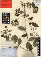 Image result for Secamone africana