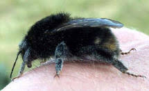 Image result for Bombus ruderatus