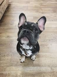 They have regional areas across the united states and. Puppies Meet Koba The French Bulldog The Dog Loft Inc Facebook