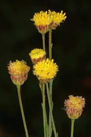 Image result for Nolletia zambesica