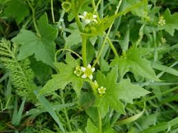 Image result for Oreosyce africana