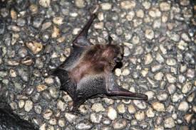 Angka tafsir cicak kawin tentu saja akan berbeda dengan tafsiran kode alam cicak jatuh atau kode alam cicak makan kupu kupu dan sebagainya. Seekor Anak Kelelawar Yang Jatuh Di Halaman Nimadesriandani