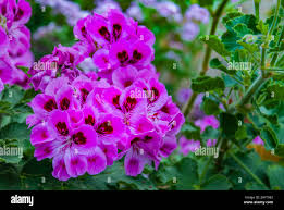 Image result for Pelargonium domesticum round-leaved bushy