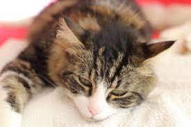 Why Is My Cat Vomiting White Foam Causes And Treatment