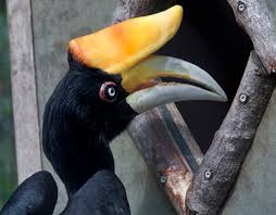 The large, colorful birds of the forest—such as turacos and hornbills—advertise their presence with raucous calls. 11 Facts About Hornbill About The National Bird And Pride Of Malaysia