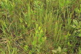 Image result for Lycopodiella caroliniana