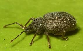 Otiorhynchus Sp Quel Est Ce Coleoptere Trouve Dans La Maison Le Monde Des Insectes