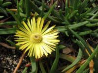 Image result for Sesamum parviflorum