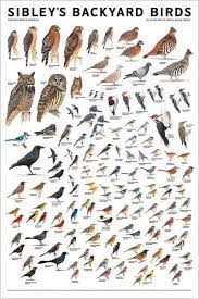 Featuring The Top 100 Bird Species In Eastern And Western North America These High Quality Illustrated Pos Beautiful Birds Wild Birds Backyard Birds Watching