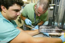 20 Epaulette Shark Stock Photos, High-Res Pictures, and Images
