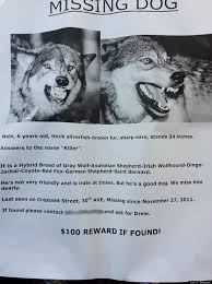 He belongs to the morrises down the street. The 10 Most Awesome Lost Pet Flyers Order 5 000 Flyers Today
