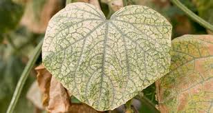 Image result for spider mites on cucumbers