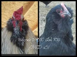 Widow spiders are fascinating, often misunderstood animals. My Chicken Ate A Black Widow Backyard Chickens Learn How To Raise Chickens