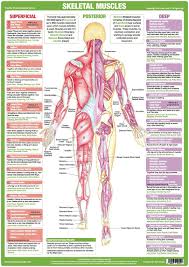Nerves leg diagram 50 luxury lower leg diagram abdpvtltd. Muscle Anatomy Chart Posterior Muscle Anatomy Human Muscle Anatomy Muscular System Anatomy