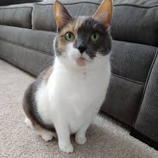 Maybe you would like to learn more about one of these? Jenna S Pet Sitting Dog Walking Etc Home Facebook