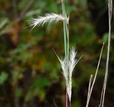 Image result for Andropogon eucomus