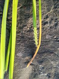 Image result for Eleocharis acutangula