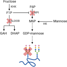 Image result for Hereditary Fructose Intolerance